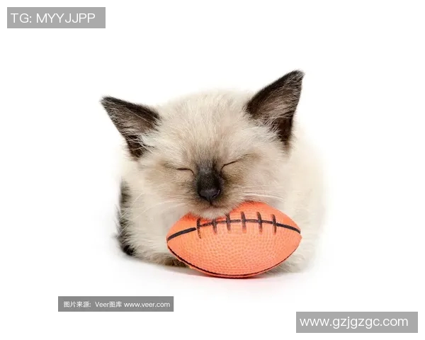 小猫足球明星是谁揭秘可爱猫咪踢球瞬间精彩图片分享